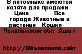 В питомнике имеются котята для продажи › Цена ­ 30 000 - Все города Животные и растения » Кошки   . Челябинская обл.,Аша г.